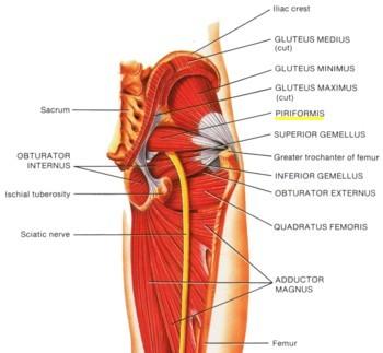 Anatomy of Sciatica The sciatic nerve runs from the lower back, down through the hips and buttocks, and along the back of the leg into the foot.