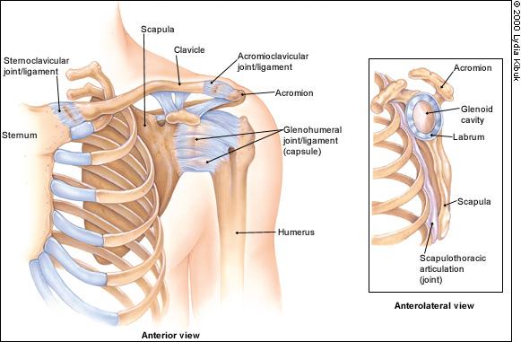 Anatomy of the Shoulder Girdle The shoulder girdle is comprised of paired clavicles and scapulae. The only bony attachment to the axial skeleton is via the clavicle at the sternoclavicular joint.