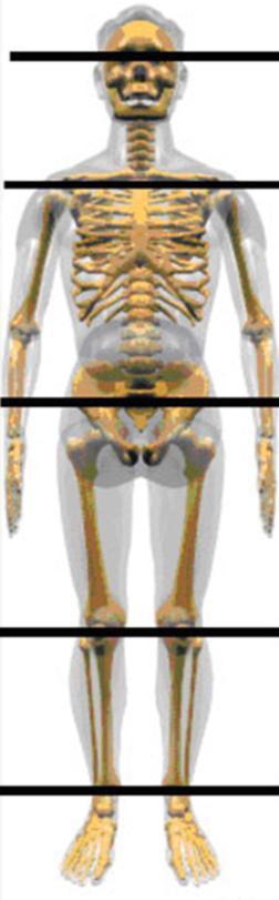 Posterior Posture Examination Checklist Plumb line bisects the head and all spinous processes from the cervical through the lumbar spine Left and right halves are mirror images of each other Shoulder