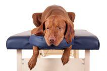 Chiropractic & Massage Chiropractic care helps restore alignment to your pet's musculoskeletal system Works at the root cause of disease to help restore health, rather than simply treating symptoms
