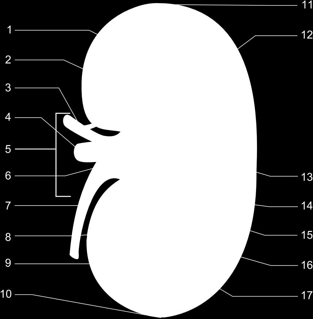 pelvis Ureter Minor calyx Renal capsule Inferior renal