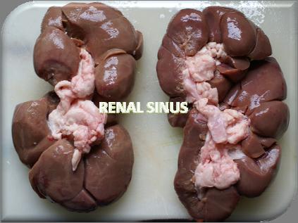 Anatomy of the kidney Depending on the species the kidney can be composed of a single smooth continuous surface structure as it is the case in humans,