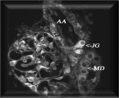 JUXTAGLOMERULAR APPARATUS Juxtaglomerular cells Macula densa Figure 19-12. Location of the juxtaglomerular apparatus.