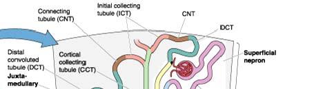 Structure of Nephron ~ Fig 2-2 DCT JMN AA