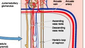 postglomerular capillaries: Cortex -