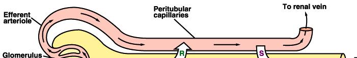 Tubular Secretion Peritubular plasma (capillary