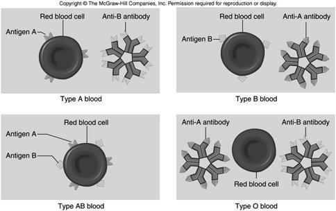 Antigens and Antibodies Agglutination clumping of
