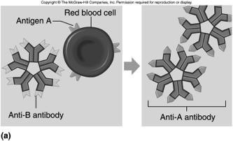 an antibody and an antigen Antigens a chemical