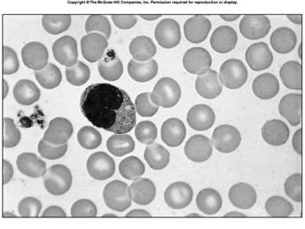 of nuclei 14 Monocytes largest blood cell spherical, kidney-shaped, oval or lobed nuclei leave