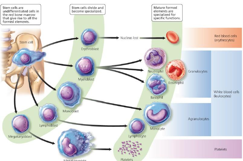 Chapter 11 FUNCTIONS OF BLOOD 1. Transportation Oxygen, nutrients, wastes, carbon dioxide, hormones and more 2. Defense Against invasion by pathogens 3.