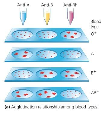 Very specific and our bodies make enormous # of different antibodies to respond to a large # of potential antigens ABO blood types Type A: RBC with only antigen A on