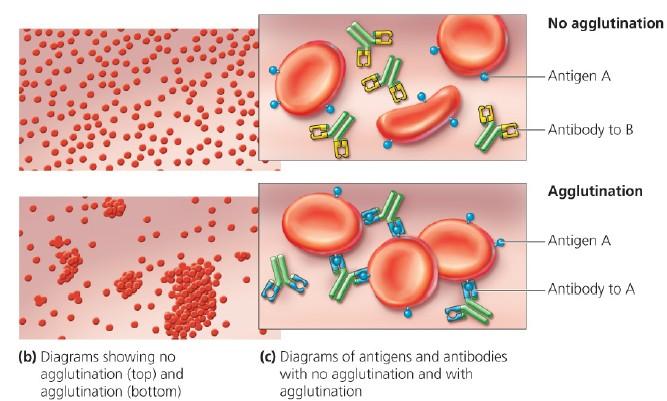 antigen Type AB: RBC with antigen A&B on their surface Have antibodies against B antigen Have antibodies against A and B antigens If 2 different blood types are together,
