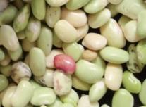 A Nigeria DR Congo Beans Iron