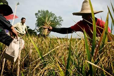 together to further develop and evaluate Golden Rice