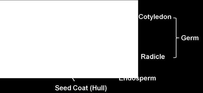 Radicle Cotyledon Endosperm Seed Coat Germ