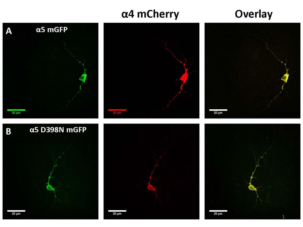 27 mcherry, and unlabeled β2 subunits. This is the first reported expression of a mutant α5d398n-megfp subunit in mouse neurons.