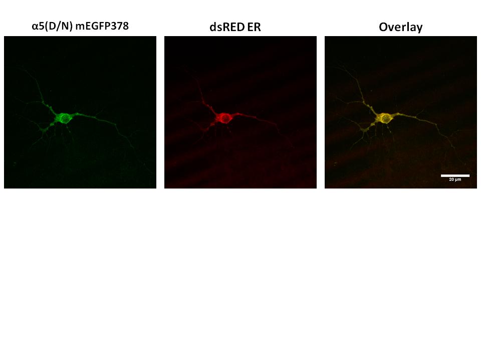 29 Figure 3.5 Representative images of α5d398n-megfp and ER marker dsred-er. Images were taken by scanning confocal microscope after excitation with 488 nm (megfp) or 561 nm (dsred-er) laser.