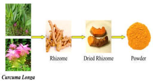 Description Turmeric is extracted from the rhizome (root) of the plant Curcuma Longa.