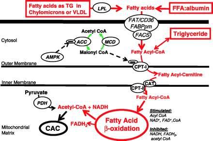 Fatty acid metabolism 70-90% 10-30% ACC, acetyl-coa carboxylase; CAT, carnitine acyltranslocase; CPT-I, carnitine palmitoyltransferase;