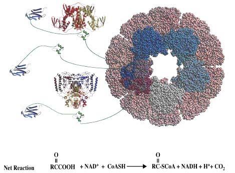 Schematic model of 3D structure (bigger than a ribosome) of pyruvate dehydrogenase