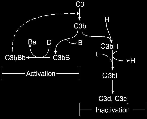 ALTERNATIVE PATHWAY Factor H binds to C3b preventing binding of Factor B and renders