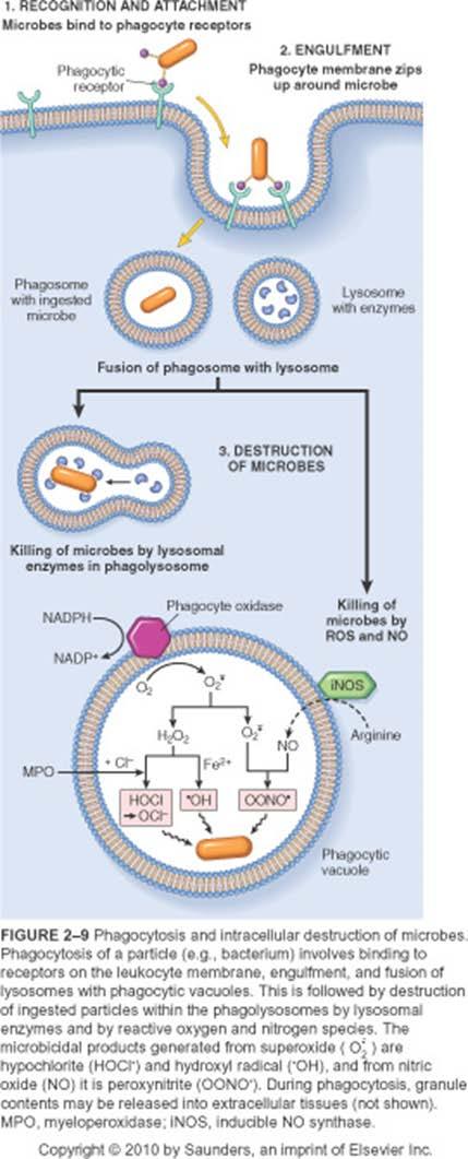 Phagocytosis. Phagocytosis involves three sequential steps (Fig.