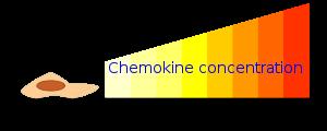 Chemokines have two main functions Stimulate leukocyte recruitment in inflammation and control the normal migration of cells through various tissues.