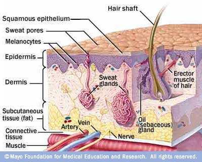 Introduction Skin and Homeostasis Skin functions in homeostasis include protection, regulation of body temperature, sensory reception, water balance, synthesis of vitamins and hormones, and