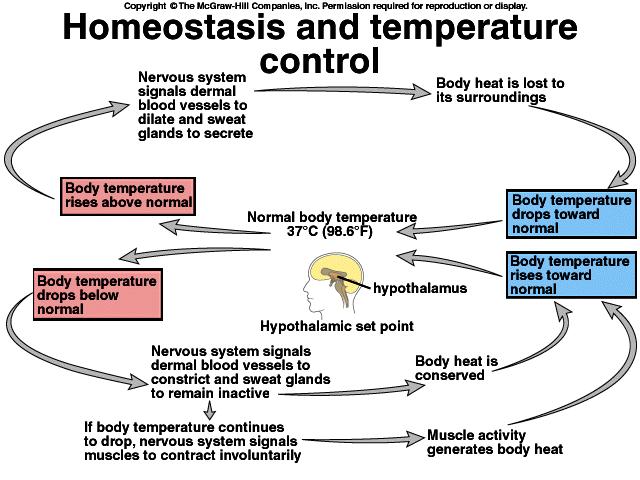 Introduction Skin and Homeostasis Heat and cold receptors are located in the skin.