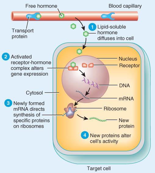 NUCLEAR RECEPTORS 1. hormone diffuses through phospholipid bilayer and into cell 2. Interacts with a nuclear receptor 3.
