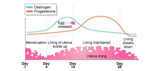 In groups of 3-4: Progesterone is released by ovaries straight after the egg is released and binds to its receptor in the uterus lining.