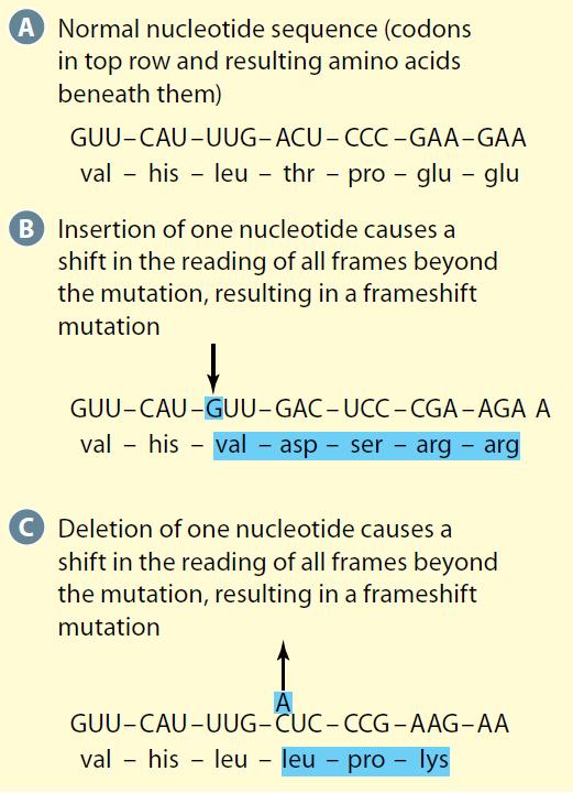 2. Frameshift Mutations result from the insertion or deletion of