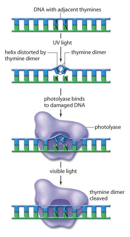 Specific Repair Photorepair is a specific mechanism to repair damage to DNA caused by exposure to UV