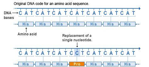 2. Missense Mutations one nucleotide is changed changes the amino acid sequence of