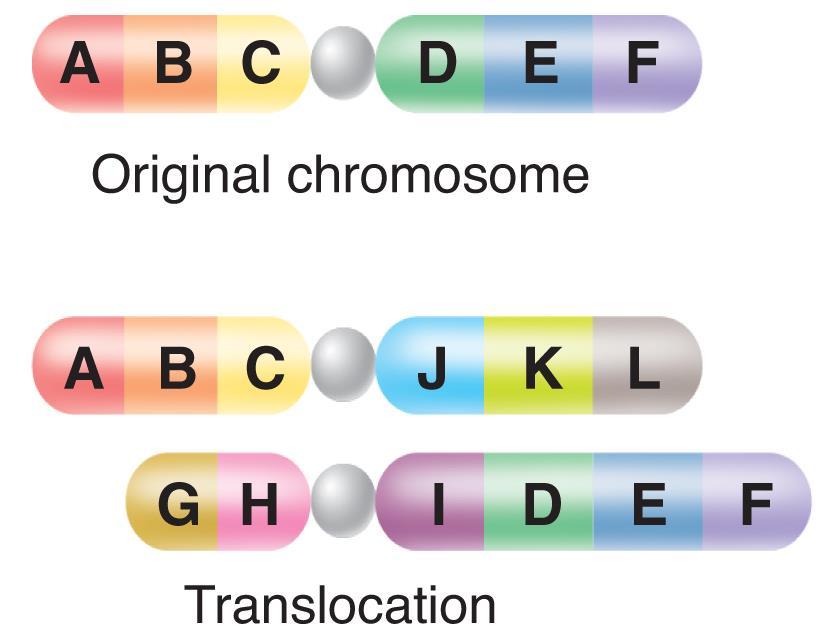 Translocations occurs when part of one chromosome breaks