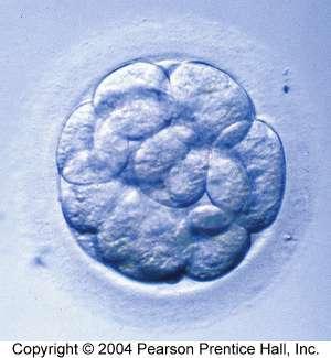 embryo Human