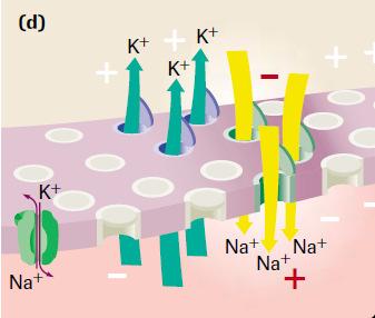 The membrane becomes depolarized (c) Depolarization causes the sodium gates to close, while the potassium gates are opened once again.