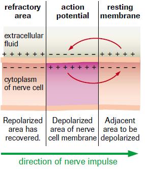 Adjoining areas of the nerve membrane become permeable to sodium ions and the action potential moves away from the site of origin (d) The electrical