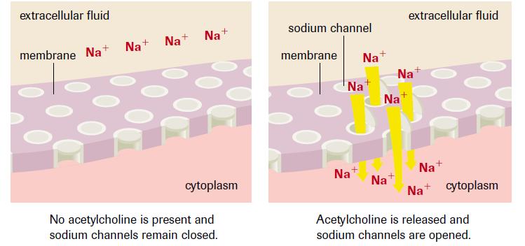 the axon and releases neurotransmitters from the end plate The neurotransmitters are released from the presynamptic neuron and diffuse across
