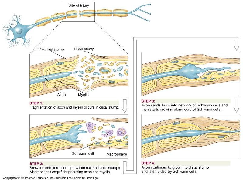 Peripheral nerve regeneration