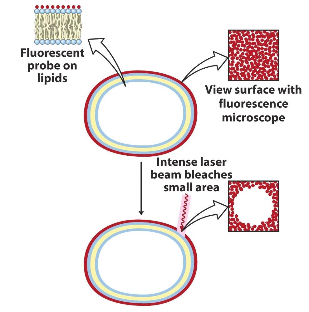 Evidence for Lateral Diffusion