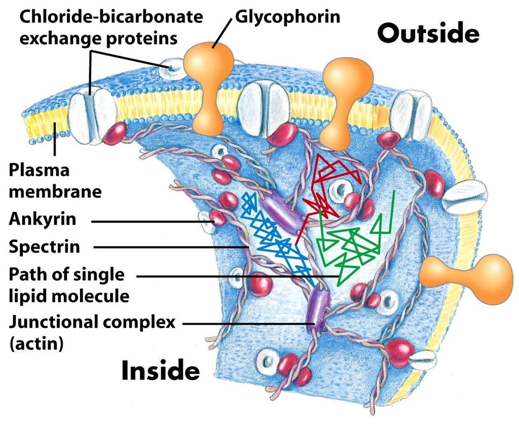 Membranes contain Proteins The movement is restricted by membrane proteins Biological membranes