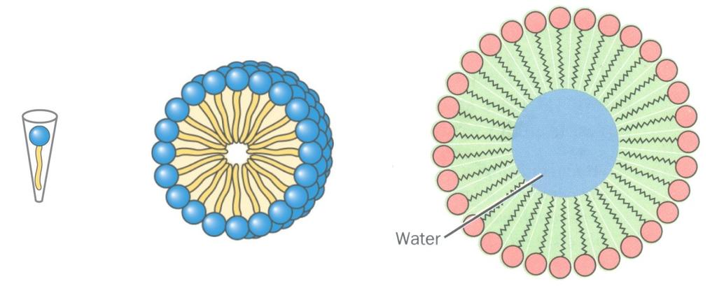 Micelle Size & Shape Geometric shape of lipid dictates optimal size & shape single tailed lipids have a conical van der Waal's surface efficiently packs into a spheroidal micelle with an ~ constant
