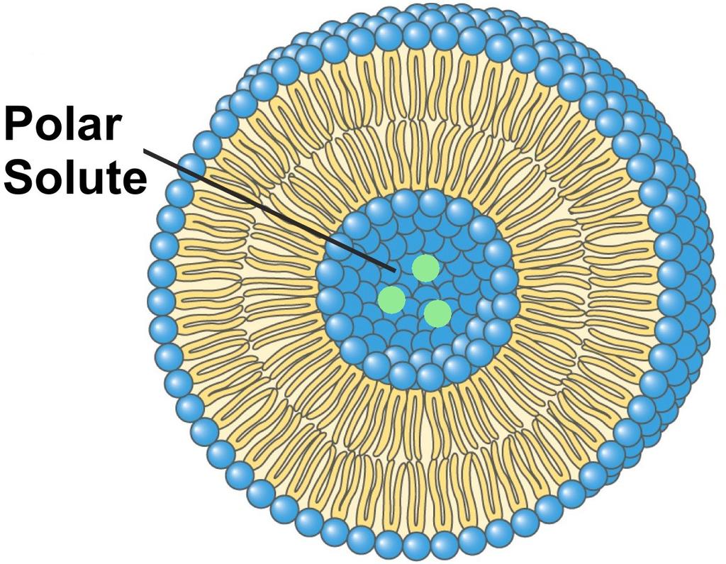 Liposomes Lipid bilayers are impermeable to most polar substance sonication in presence of polar substance forms liposomes with polar compound in interior polar compounds do not