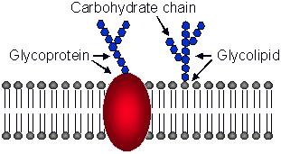o Comprise 5% of the lipids of the cell membrane Glycolipids o Lipid