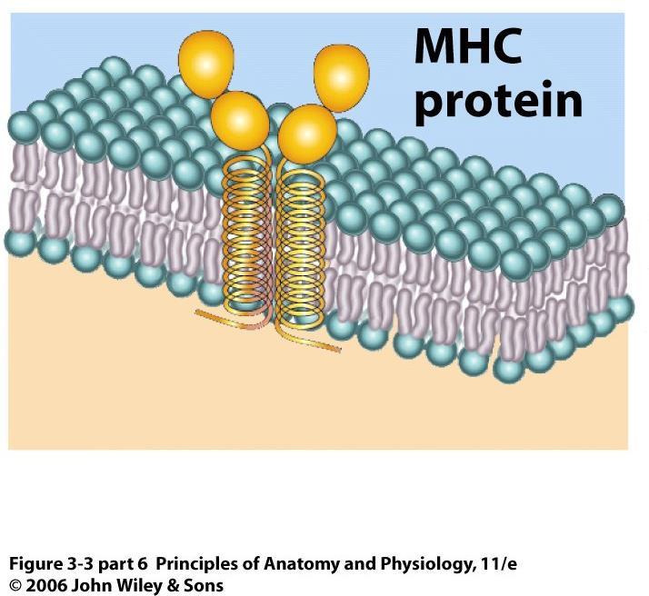 FUNCTIONS OF MEMBRANE o Receptor Protein recognises specific extracellular ligand and alters cell s function e.g. hormone receptors PROTEINS o Cell identity marker allows for recognition of self e.