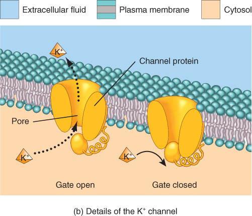 channel. o Most channels are ion channels, allowing 