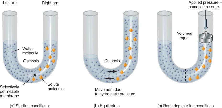 o Osmotic pressure of a solution is proportional to the concentration of the solute particles that cannot cross the membrane.