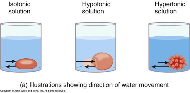 TONICITY Definition: Tonicity is a measure of a solution s ability to change the volume of cells by altering their water concentration.