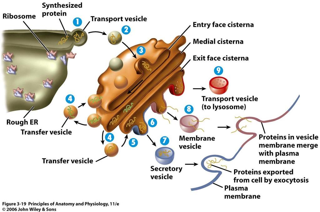VESICULAR TRANSPORT Endocytosis o Internalisation of molecules into the cell Exocytosis o